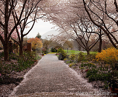 cherry-blossom-petals-fall-path-13870140